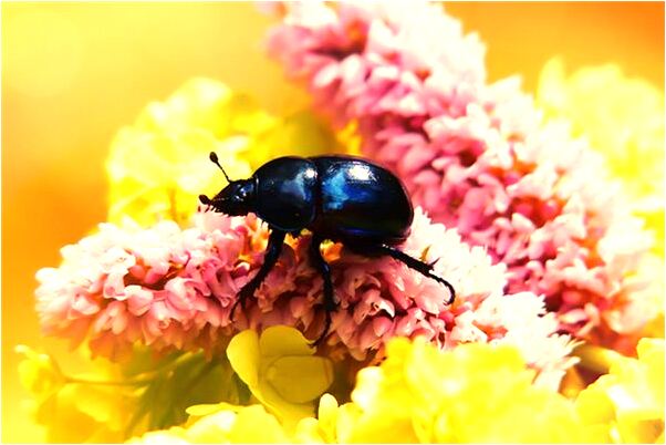 夢到蘋果從樹上掉下意味著什麼_周公解夢官網