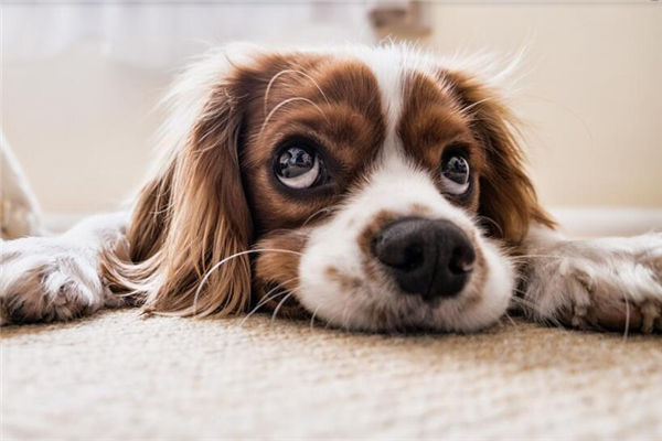 生肖狗女生的性格特徵_十二生肖