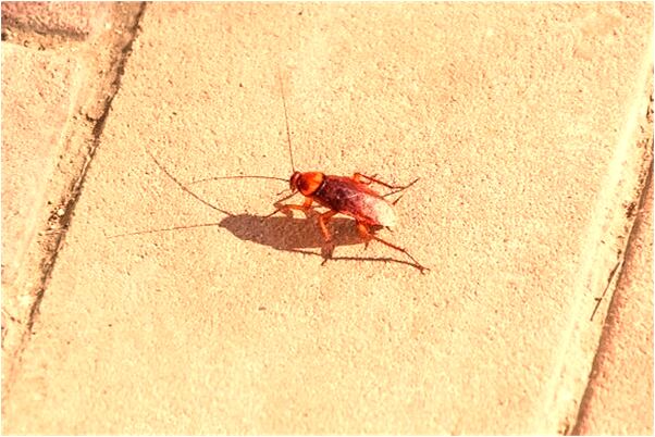 夢見演講高預示著什麼_周公解夢官網