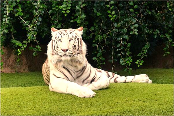 夢見孩子得重病意味著什麼_周公解夢官網