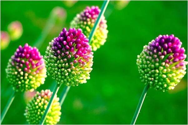 夢見踩到屎堆里有什麼預示嗎_周公解夢官網