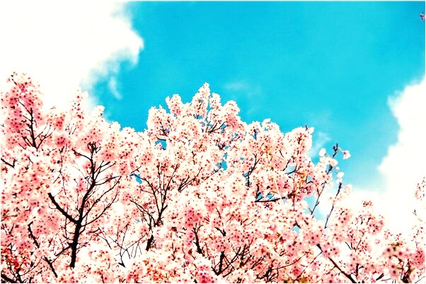 夢見請輸入了什麼吃炸魚怎么樣_周公解夢官網