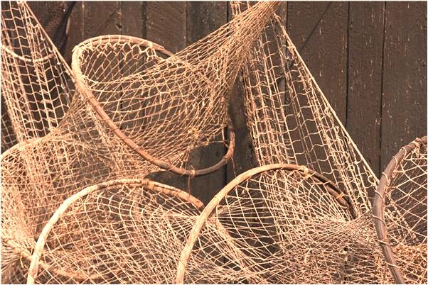 夢到往地里插樹枝預示什麼_周公解夢官網