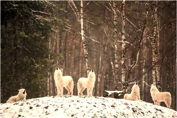 夢見已婚男自己是單身漢意味著什麼_周公解夢官網