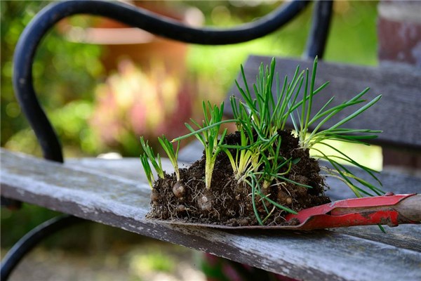 夢見花土是好是壞_周公解夢