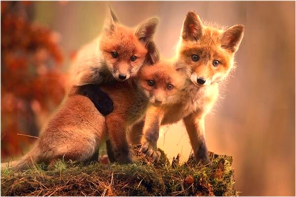 夢到了狼跟在爸爸後面有什麼寓意嗎_周公解夢官網