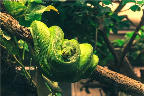 夢到了一群猴子咬自己是好事還是壞事_周公解夢官網