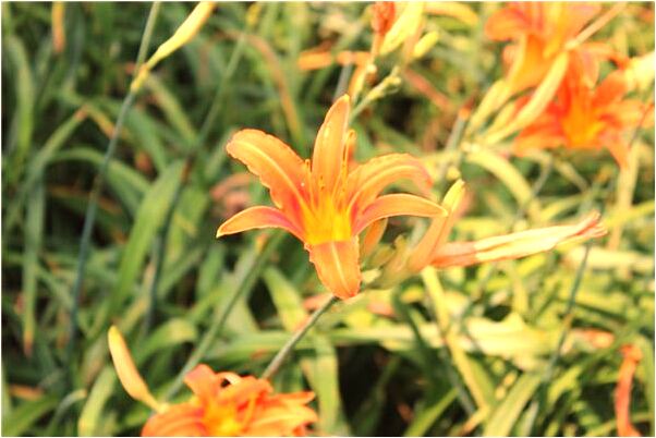 夢到了被水蛇咬屁股有什麼含義_周公解夢官網