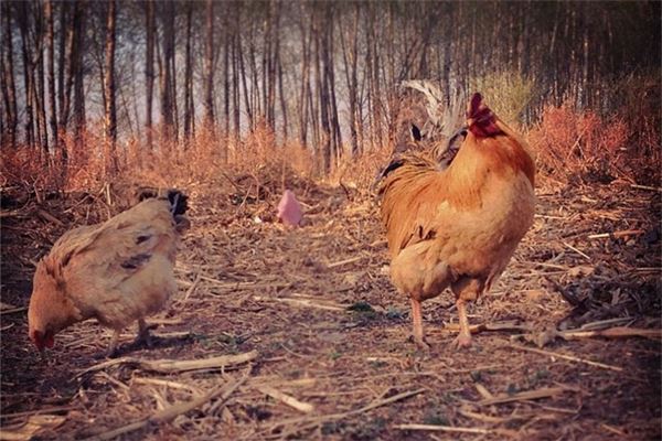 屬雞2017年幾月出生好_十二生肖