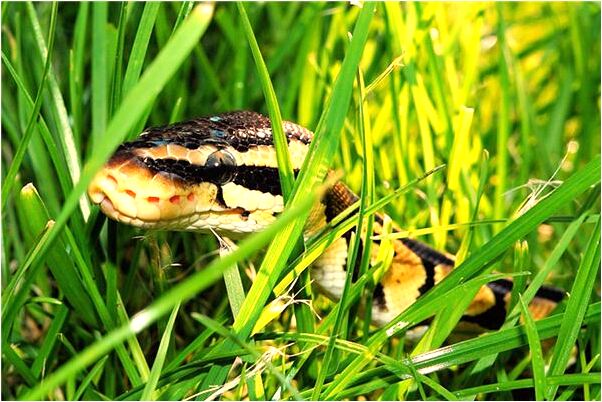 夢見自己的血被抽有什麼說法_周公解夢官網