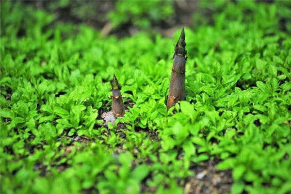 夢見挖筍是什麼意思_周公解夢