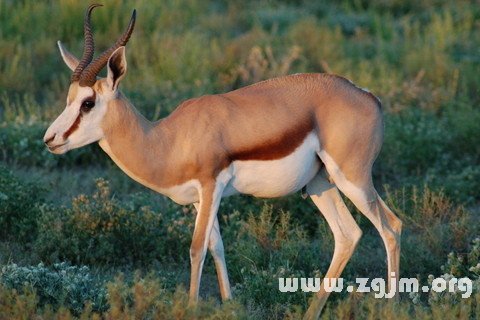 Dream of the antelope