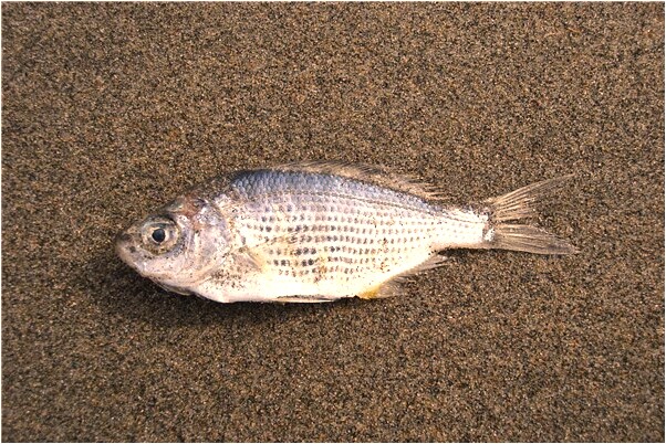 夢見群體做愛代表著什麼_周公解夢官網