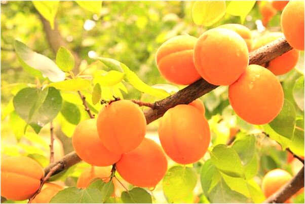 夢到自己變成蜜蜂是不是好的徵兆呢_周公解夢官網