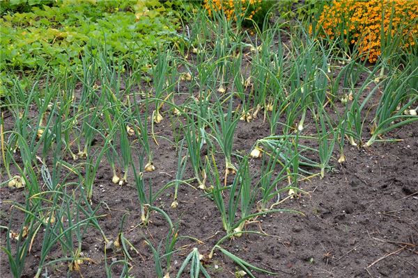 夢見菜園子_周公解夢