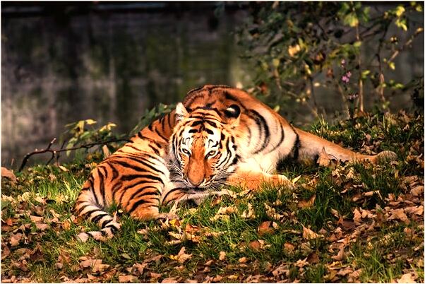 夢到了找紅土是什麼意思？_周公解夢官網