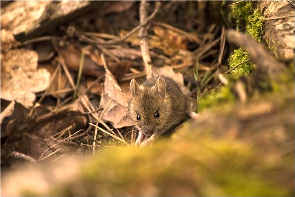 夢見別人測懷孕但是沒懷上啥意思_周公解夢官網