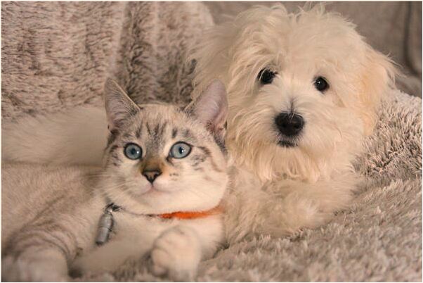 夢見我唄蛇咬死了啥意思_周公解夢官網