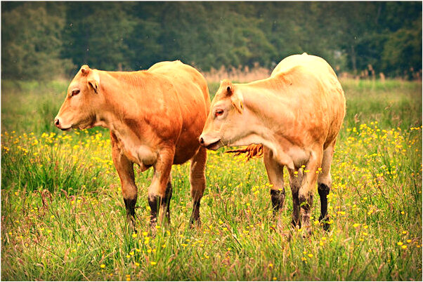 夢到了姐姐住牢意味什麼_周公解夢官網