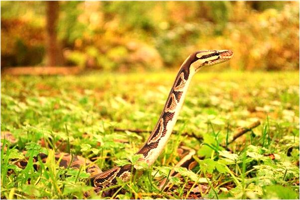 夢到了沒錢回家然後又有錢了有何寓意_周公解夢官網