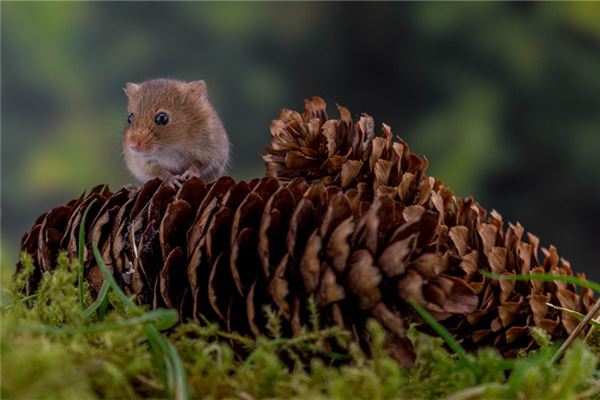 鼠女的性格特徵是什麼_十二生肖