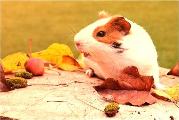 夢到了我買了一輛白色的轎車是什麼預兆？_周公解夢官網