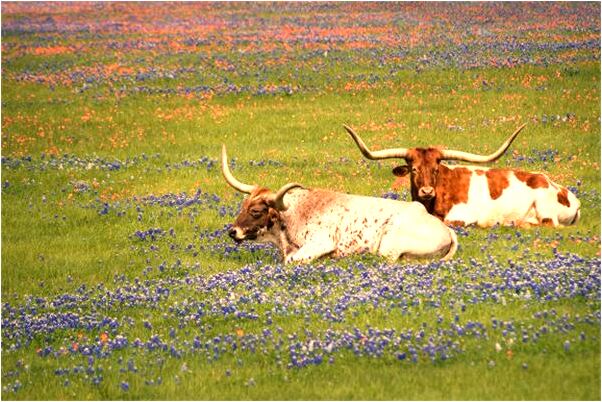 夢到小孩床著火了預示什麼_周公解夢官網