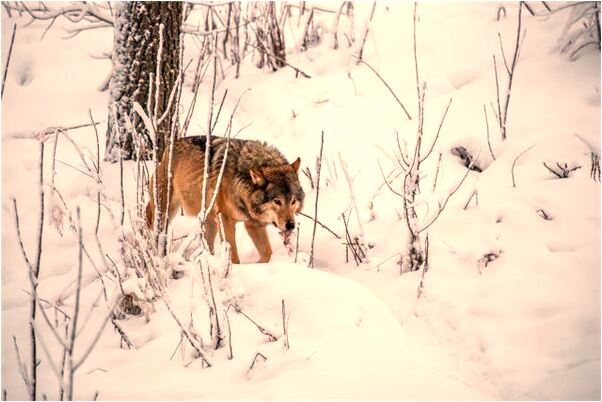 夢見從身體裡往外抓蟲子會有什麼預兆_周公解夢官網
