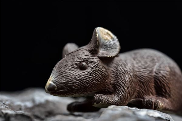 1972年屬鼠2021年運勢_十二生肖