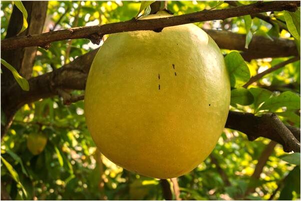 夢見死鴨會動會有什麼預兆_周公解夢官網
