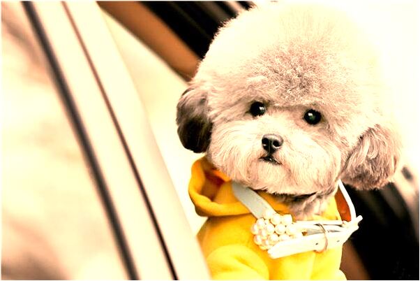 夢到了好多雞皮開肉綻有什麼含義_周公解夢官網