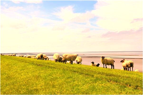 夢見猴子從我身後跑會怎么樣_周公解夢官網