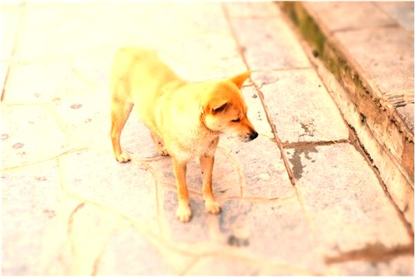 夢見斷了胳膊和腿是凶兆還是吉兆_周公解夢官網