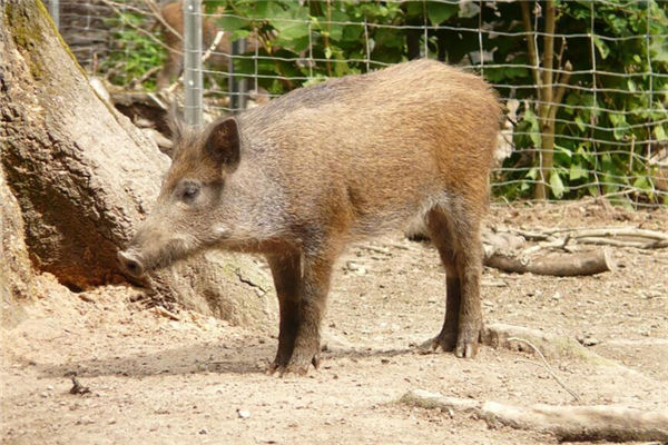 夢到豬蹄是什麼意思_周公解夢
