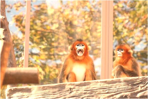 夢見還沒來月經啥意思_周公解夢官網