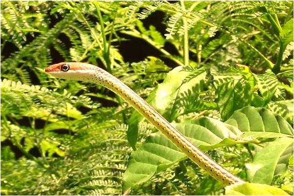 夢到了法警準備抓我是啥預兆_周公解夢官網