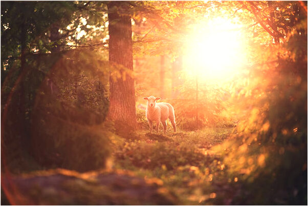 夢到了我要蛇肚裡預示什麼_周公解夢官網