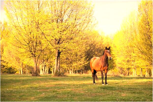 夢到了牙齒自己脫落是凶兆還是吉兆_周公解夢官網