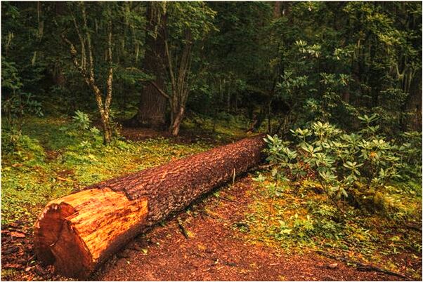 夢到了紅色的蛇咬人意味著什麼_周公解夢官網