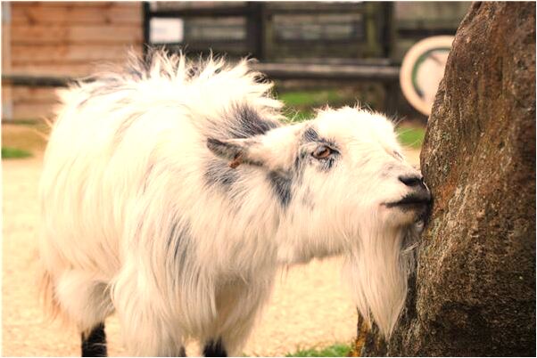 夢到女人裸露下身意味著什麼_周公解夢官網