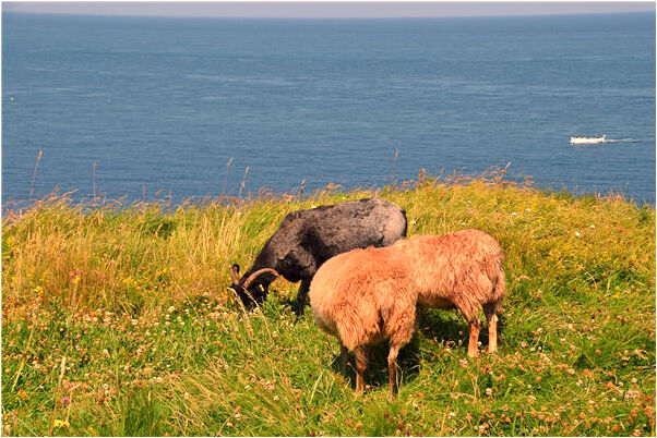 夢到雲彩變成龍預示什麼_周公解夢官網