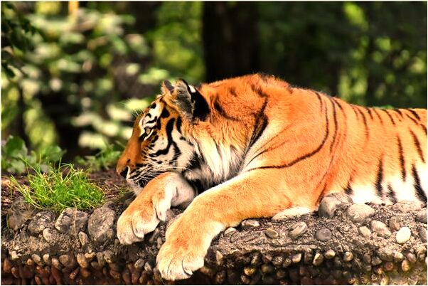 夢到了自己的孩子變多是什麼徵兆_周公解夢官網