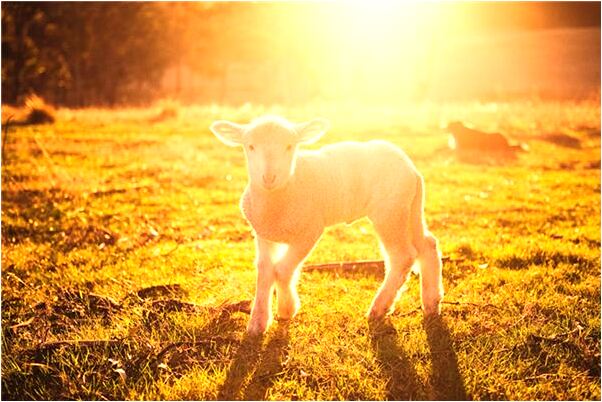 夢見和女的上床做愛是什麼預兆？_周公解夢官網