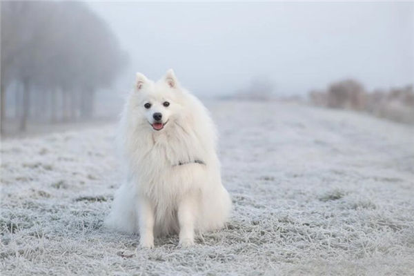 1982屬狗的人財運怎樣_十二生肖