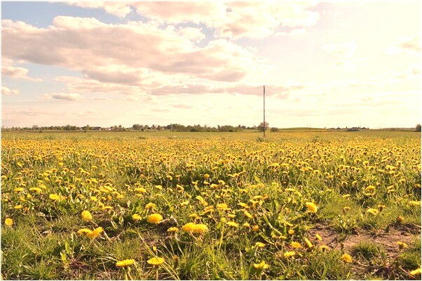 夢到了同事釣魚是什麼意思_周公解夢官網