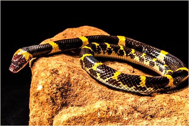 夢見夢裡睡覺有什麼寓意嗎？_周公解夢官網