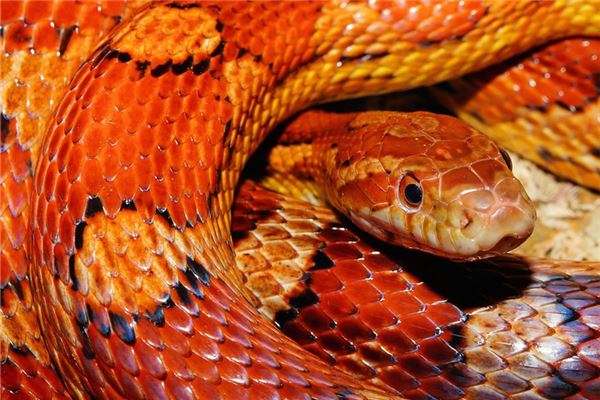 已婚女人夢見花蛇_周公解夢