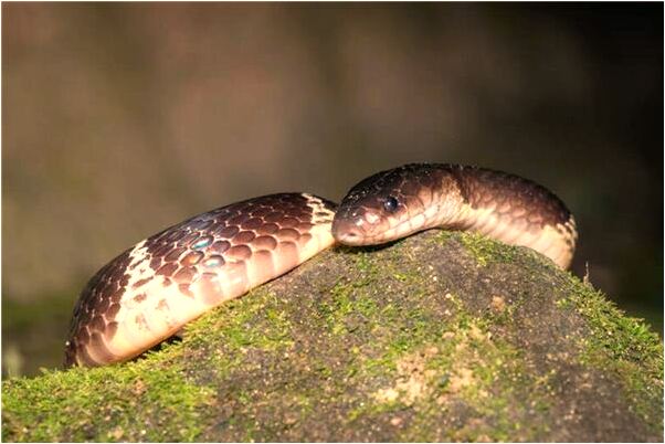 夢見嘗試新體位有什麼預示嗎_周公解夢官網