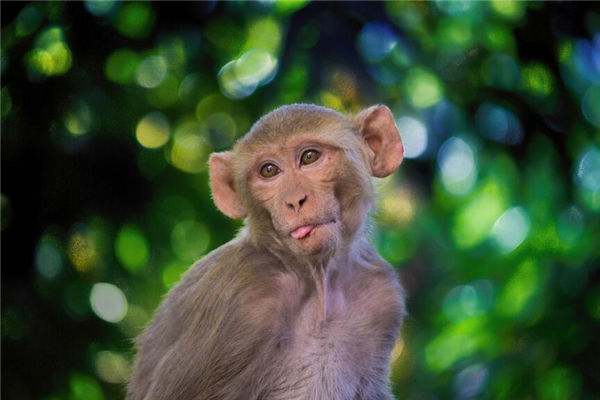 屬猴女性格怎么樣_十二生肖