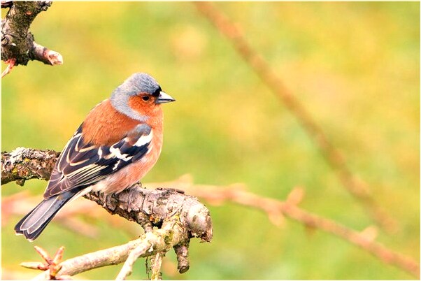 夢見在美國什麼預兆_周公解夢官網